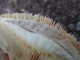 Lactarius argillaceifolius var. argillaceifolius image