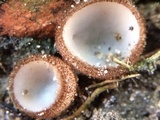 Humaria hemisphaerica image