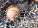 Humaria hemisphaerica image