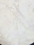 Humaria hemisphaerica image