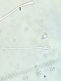 Humaria hemisphaerica image