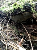 Coniferiporia weirii image