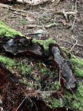 Coniferiporia weirii image