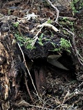 Coniferiporia weirii image
