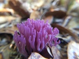 Clavaria zollingeri image