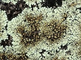 Lecanora muralis image