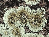 Lecanora muralis image