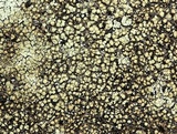 Lecanora muralis image