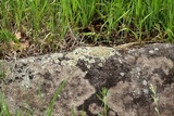 Lecanora muralis image