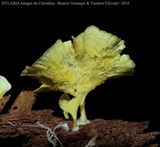 Cotylidia aurantiaca image