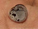 Auricularia nigricans image