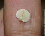 Panellus pusillus image