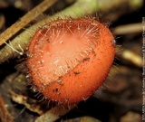 Cookeina tricholoma image