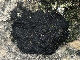 Placynthium nigrum image