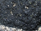 Placynthium nigrum image