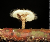 Lentinus swartzii image