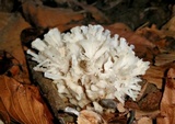 Tremellodendron schweinitzii image