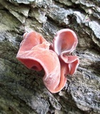 Auricularia angiospermarum image