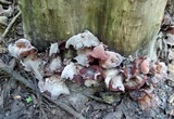 Auricularia angiospermarum image