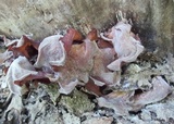 Auricularia angiospermarum image