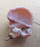 Auricularia angiospermarum image