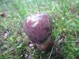 Tylopilus rubrobrunneus image