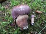 Tylopilus rubrobrunneus image