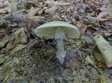 Amanita submaculata image