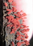Arcyria denudata image