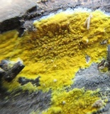 Leucogyrophana olivascens image