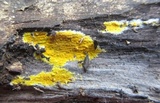 Leucogyrophana olivascens image