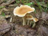 Clitocybe gibba image