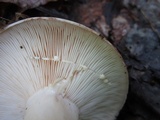 Lactarius argillaceifolius image