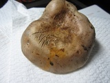 Lactarius argillaceifolius image