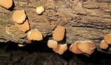Crepidotus mollis image