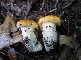 Cantharellus flavus image