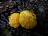 Cantharellus flavus image