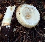 Lepiota magnispora image