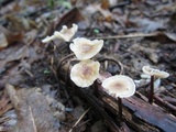 Gymnopus dichrous image