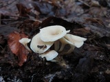 Clitocybe eccentrica image