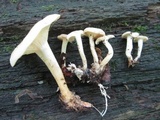 Clitocybe eccentrica image
