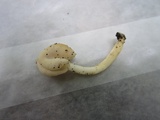 Helvella latispora image