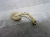 Helvella latispora image