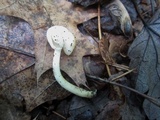 Helvella latispora image