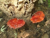 Ganoderma sessile image