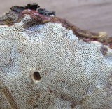 Ganoderma sessile image