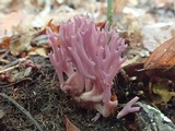 Clavaria zollingeri image
