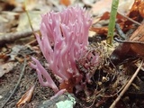 Clavaria zollingeri image