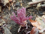 Clavaria zollingeri image