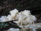 Pleurotus pulmonarius image